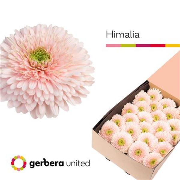 Ge Gr Box Pomponi Himalia