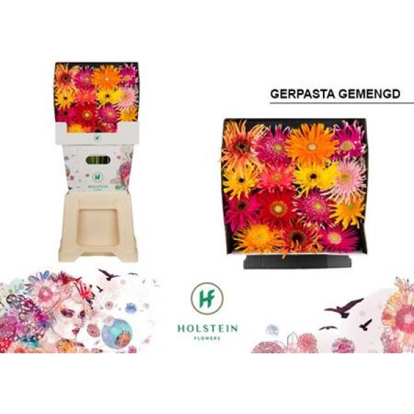 Ge Gr Diamond Pasta Mix Holstein