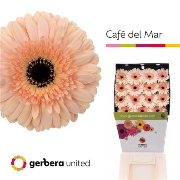 Ge Gr Diamond Cafe Del Mar