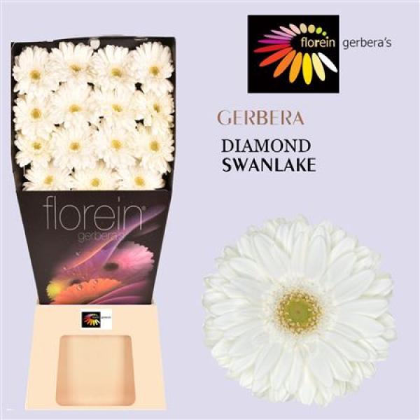Ge Gr Diamond Swanlake