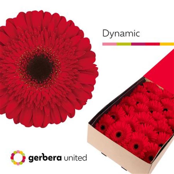 Ge Gr Box Dynamic