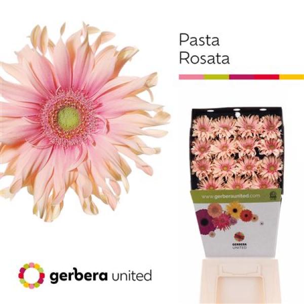 Ge Gr Diamond Pasta Rosata