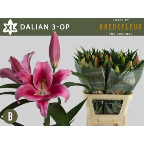 Li Ot Dalian 3+