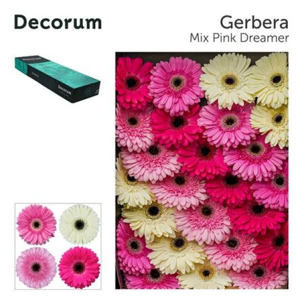 Ge Gr Box  Mix Pink