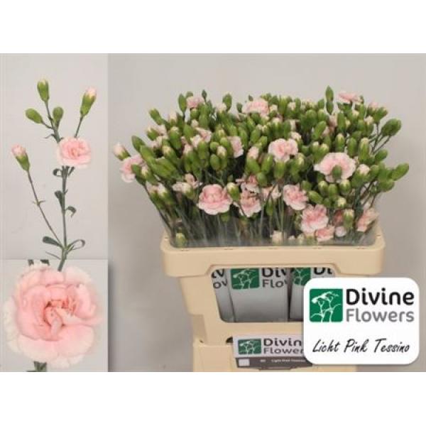 Di Tr L Pink Tessino