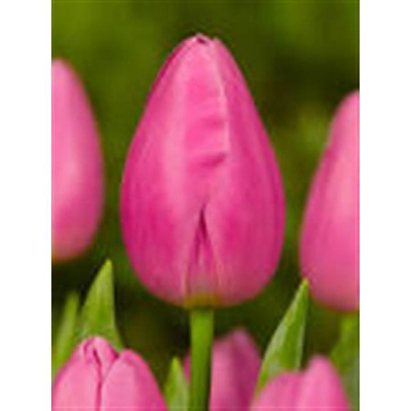Tu  En Dark Pink Extra