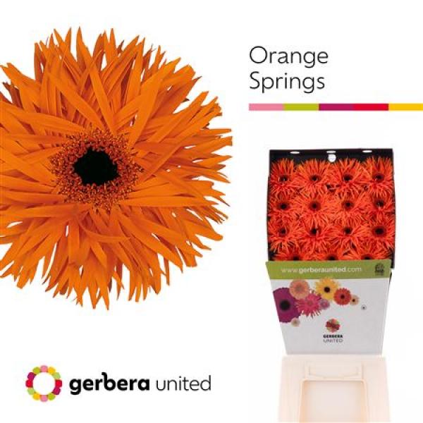 Ge Gr Diamond Spider Orange Springs