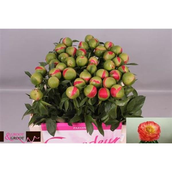 Paeo Coral Sunset Ex