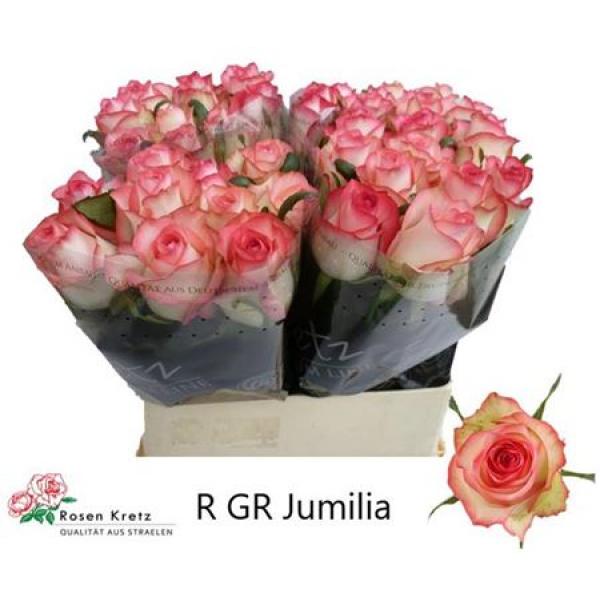 R Gr Jumilia