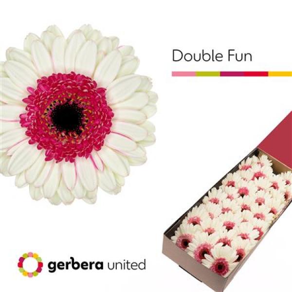 Ge Mi Box Double Fun