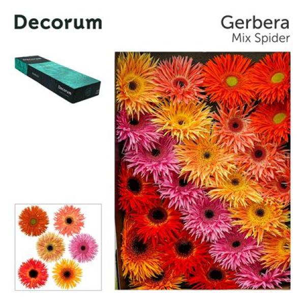Ge Gr Box  Mix Spider Decorum