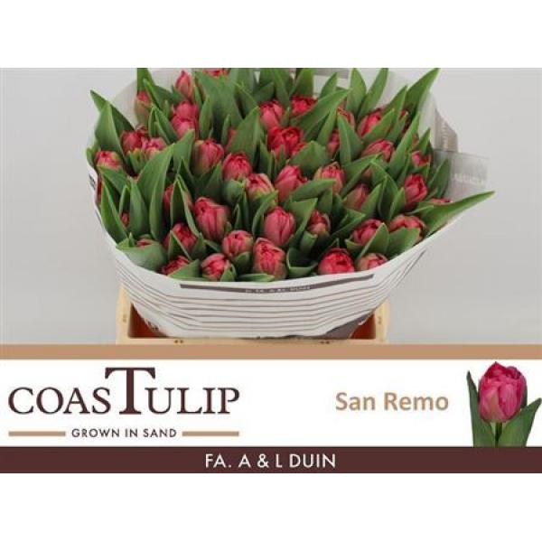 Tu  Coastulip Du San Remo