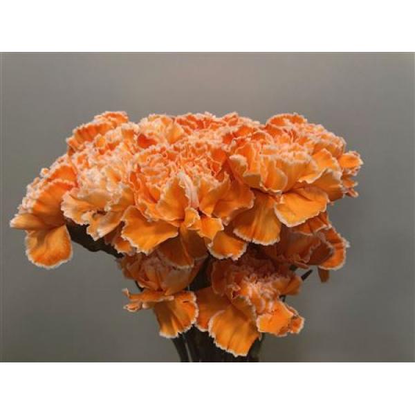 Dianthus St Dyed Orange