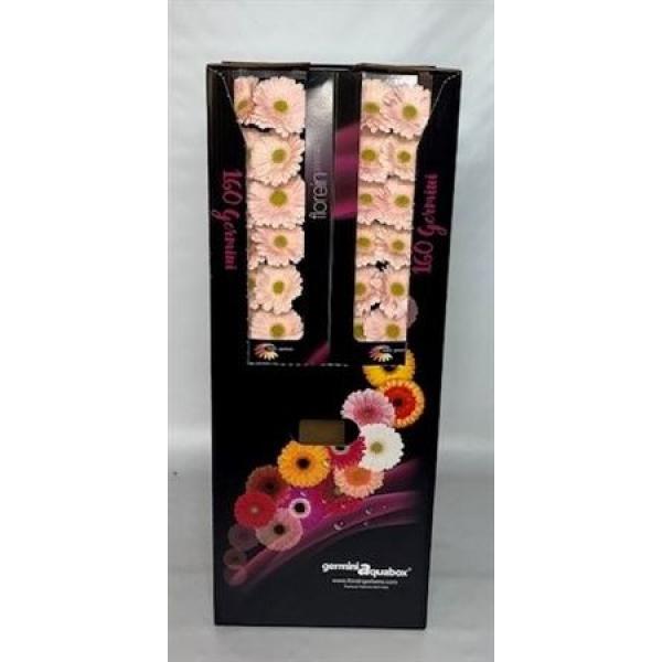 Ge Mi Aquabox Small Alix-noor *160