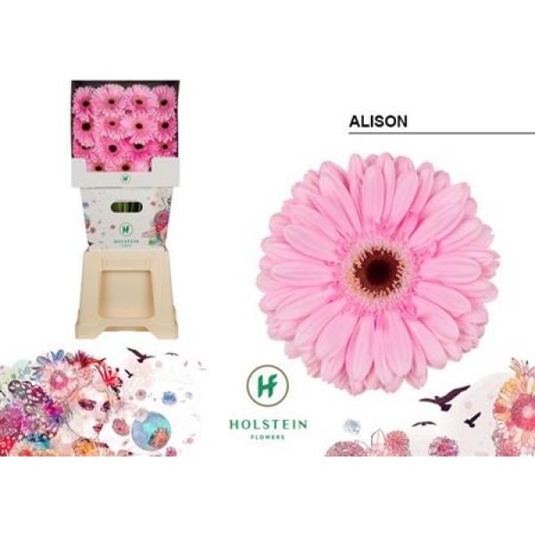 Ge Gr Diamond Alison Holstein