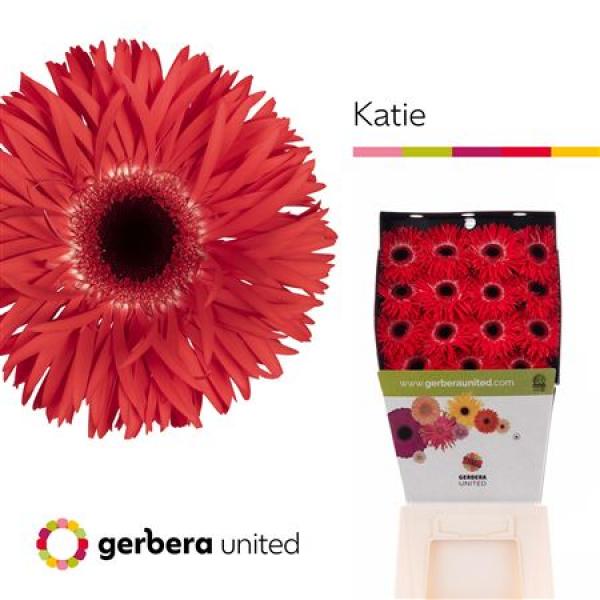 Ge Gr Diamond Spider Katie