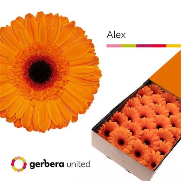 Ge Gr Box Alex