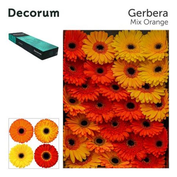 Ge Gr Box  Mix Orange