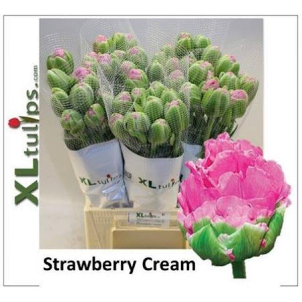 Tu French Du Strawber Cream