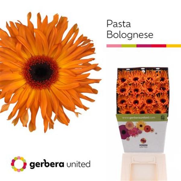Ge Gr Diamond Pasta Bolognese