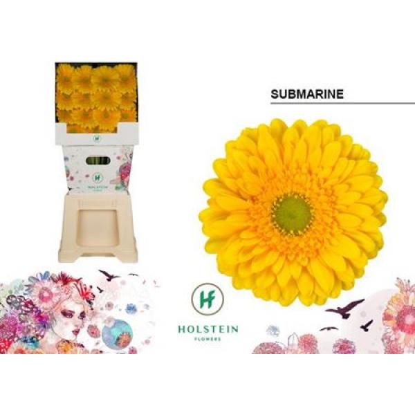 Ge Gr Diamond Submarine Holstein