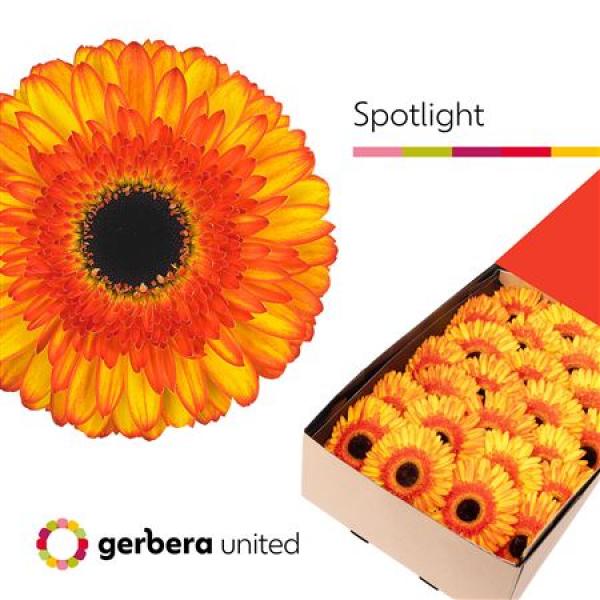 Ge Gr Box Spotlight
