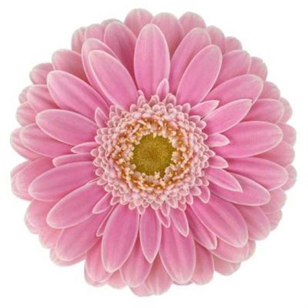 Ge Mi Aquabox Small Rosamunde *160