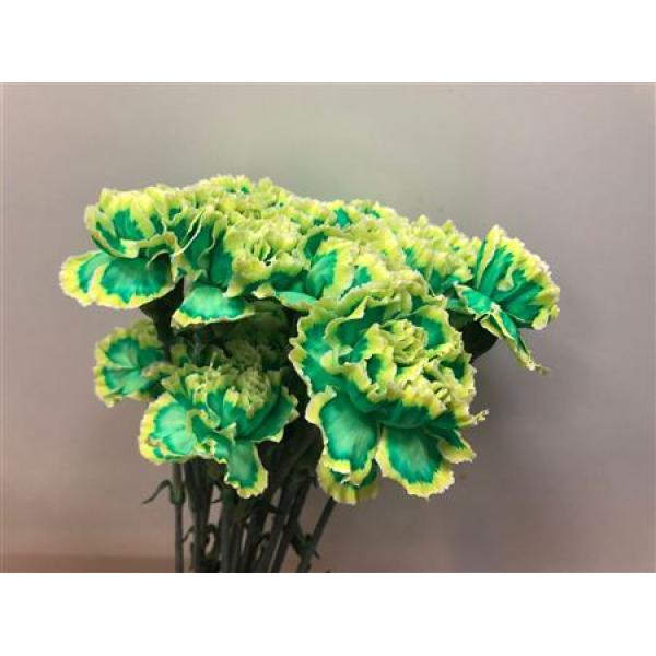 Dianthus St Dyed Brasil