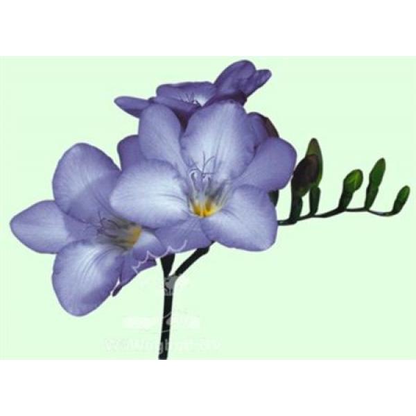 Fr En  Blue