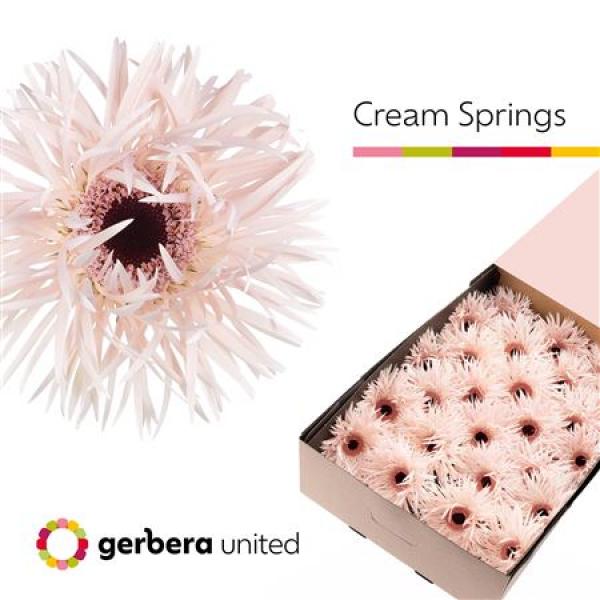 Ge Gr Box Spider Cream Springs