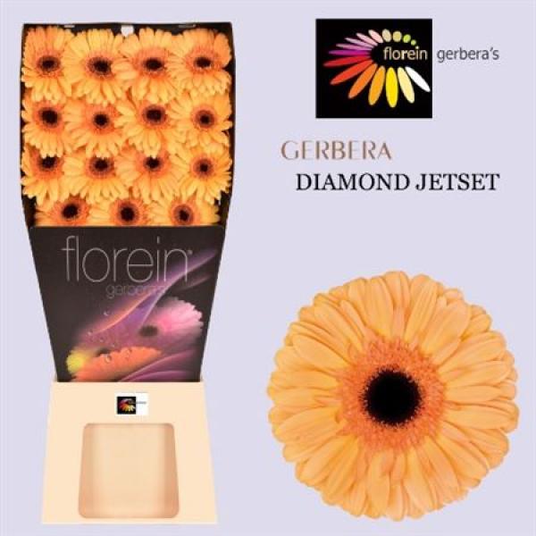 Ge Gr Diamond Jetset