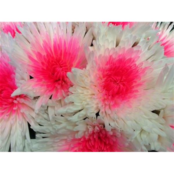 Chr Gr Ana Dyed White + Pink Neon