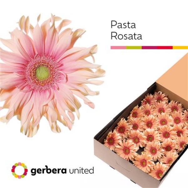 Ge Gr Box Pasta Rosata