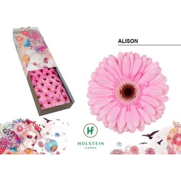 Ge Gr Box Alison Holstein