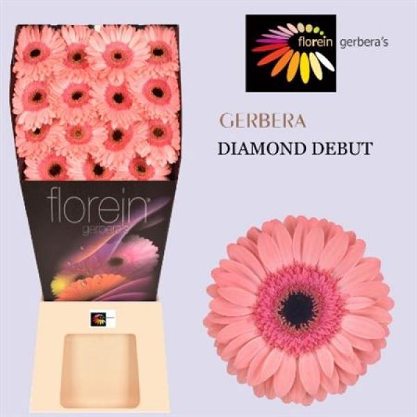 Ge Gr Diamond Debut