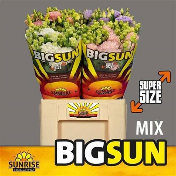 Eust G Alissa Mix 70cm Big Sun *40