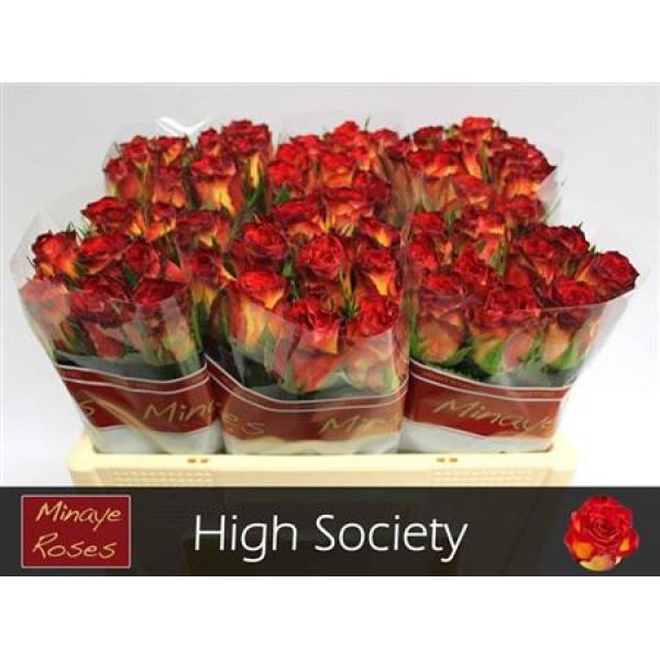 R Gr High Society