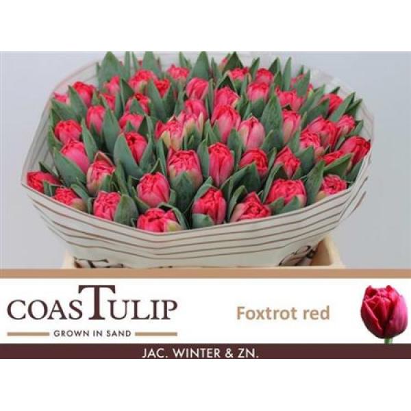 Tu  Coastulip Du Red Foxtrot