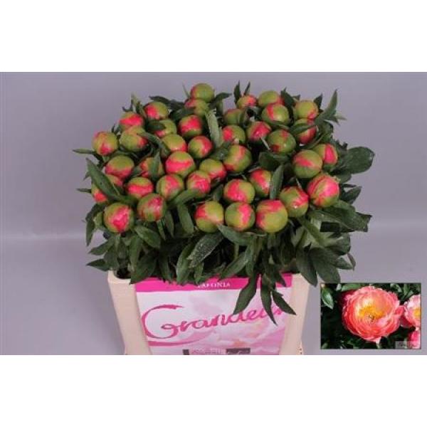 Paeo Coral Charm Dutch