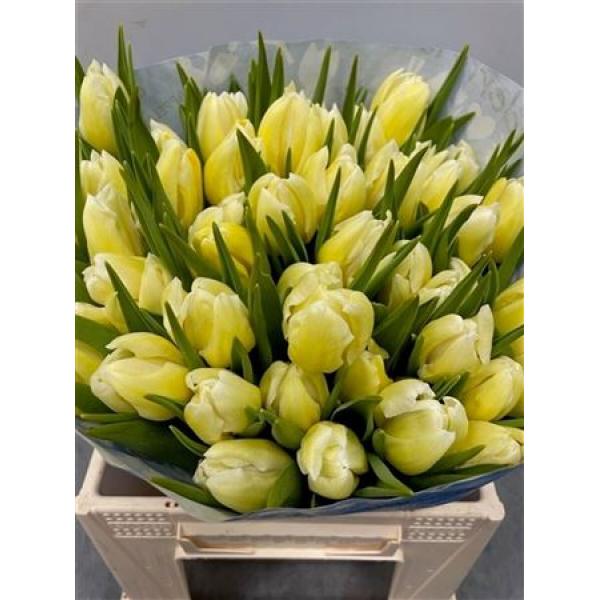 Tulp Dyed Yellow
