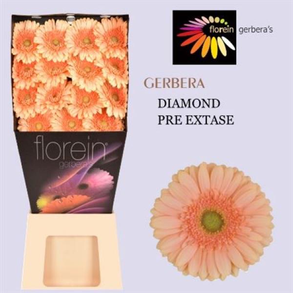 Ge Gr Diamond Pre - Extase