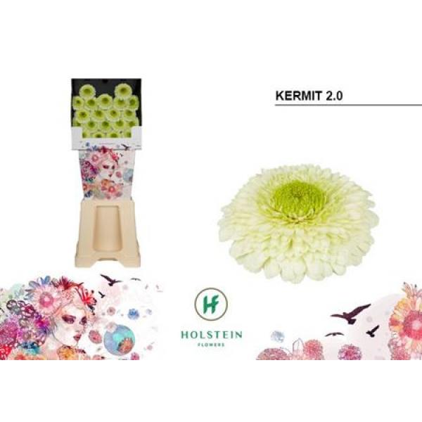 Ge Mi Diamond Pomponi Kermit Holstein