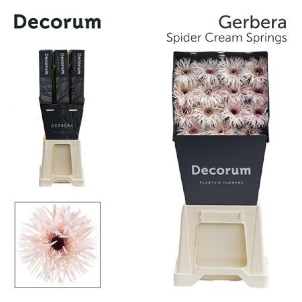 Ge Gr Diamond Spider Cream Springs