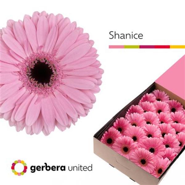 Ge Gr Box Shanice