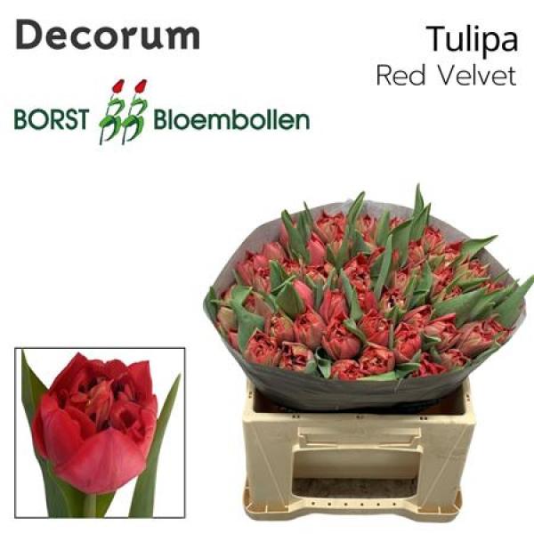Tu Du Red Velvet