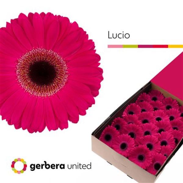 Ge Gr Box Lucio