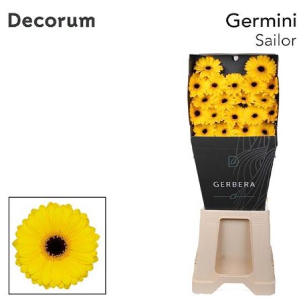 Ge Mi Diamond Sailor Decorum