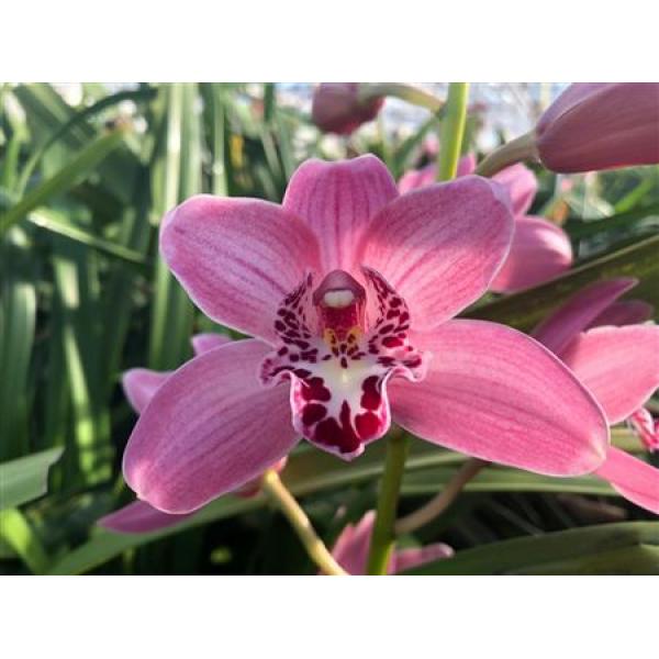 Cym Mini Pink *20