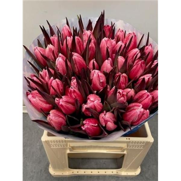 Tulp Dyed Red