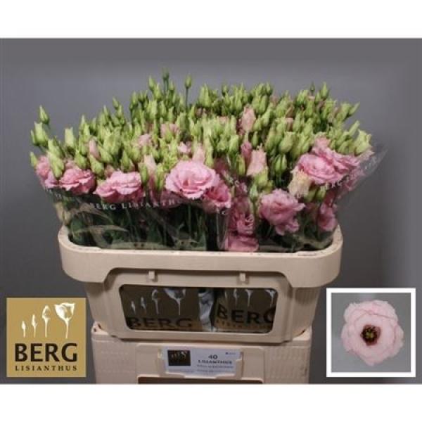 Eust G Alissa Light Pink Berg